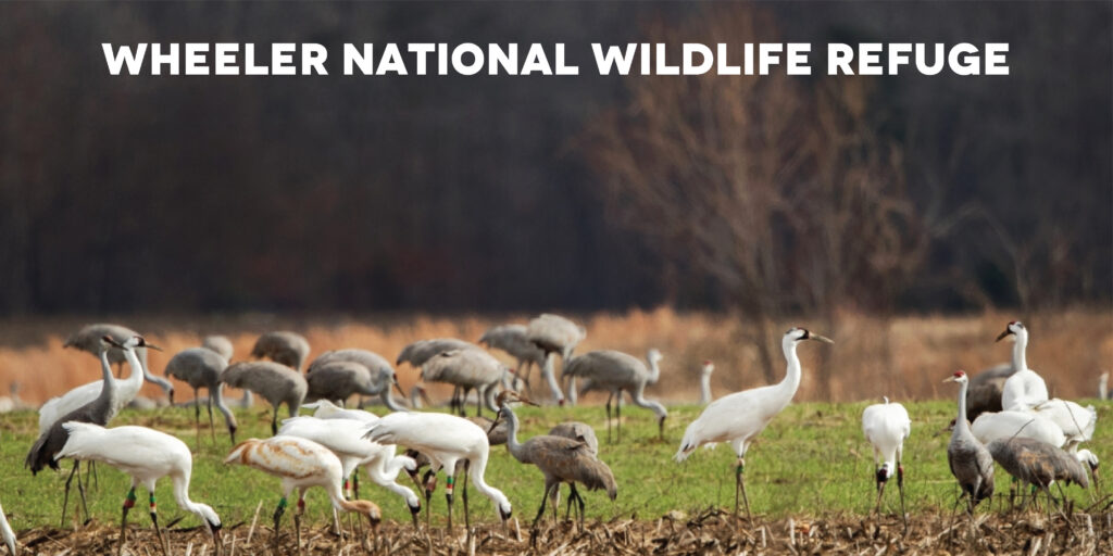 Things to Do Near Clarion Pointe Decatur: River City Alabama Guide